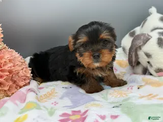 Yorkshire Terrier dogs Serena - Ad 11