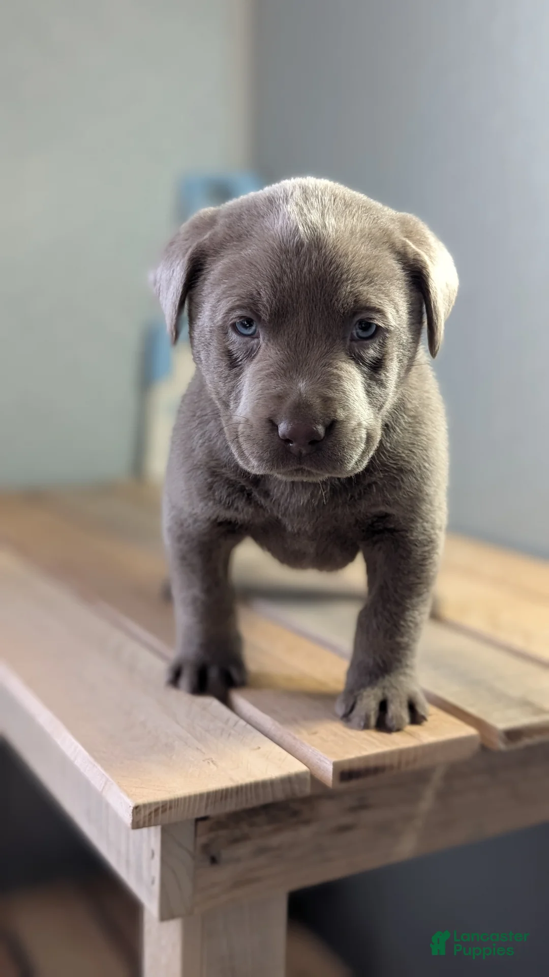 Labrador Retriever dogs for sale: Kooper - Ad 5
