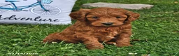 Goldendoodle dogs for sale: Daisy - Ad 3