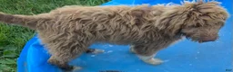 Australian Shepherd dogs for sale: Australian Shepherd Puppy 2 - Ad 8