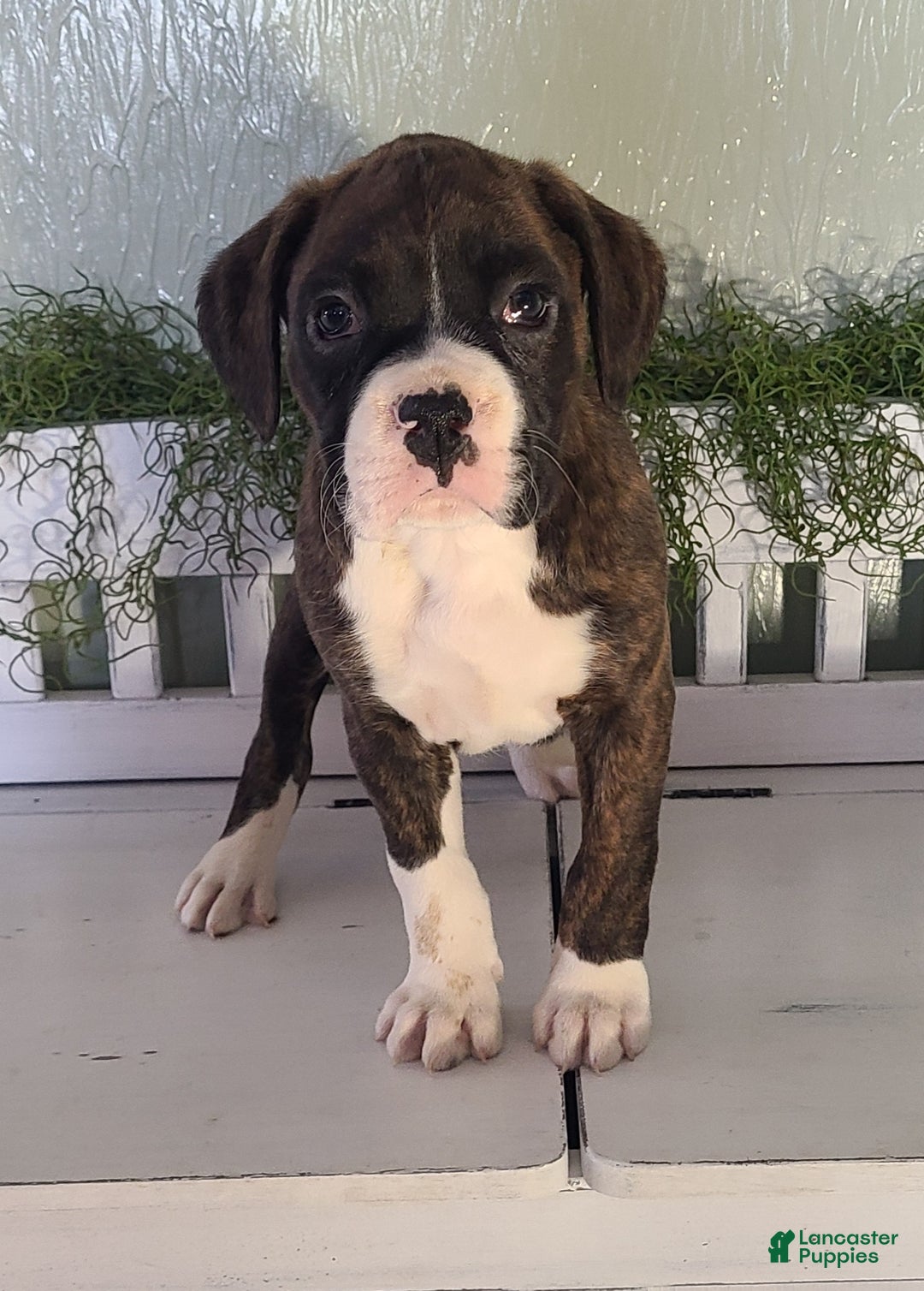 Boxer dogs for sale: Rocky - Ad 4