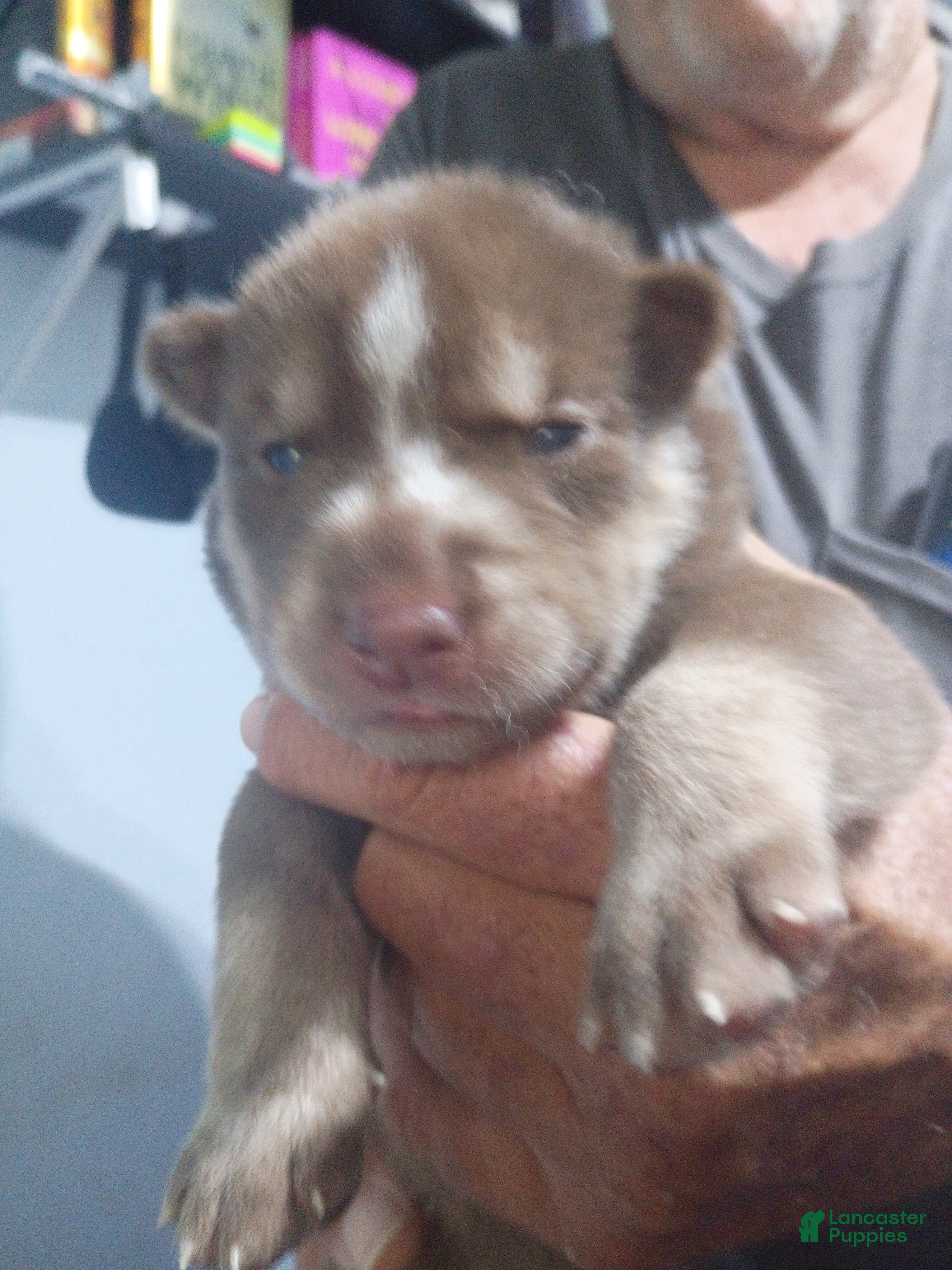 Siberian Husky dogs Red Collar 4th Born - Temp Name is Ruby - Ad 3