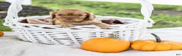 Cavalier King Charles Spaniel dogs for sale: Cookie - Ad 4