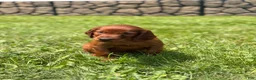 Irish Setter dogs for sale: Yellow collar  - Ad 2
