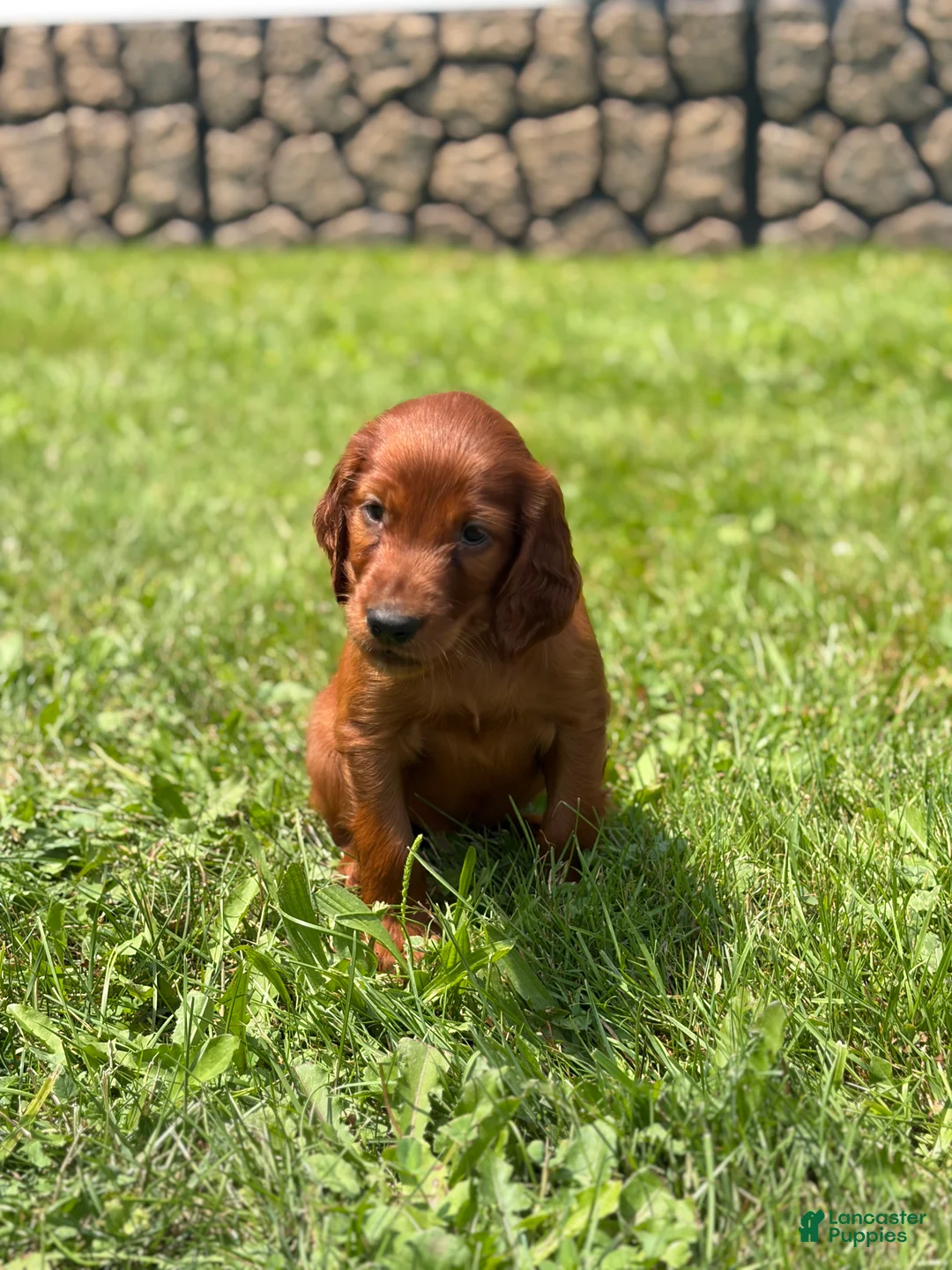 Irish Setter dogs for sale: Yellow collar  - Ad 2