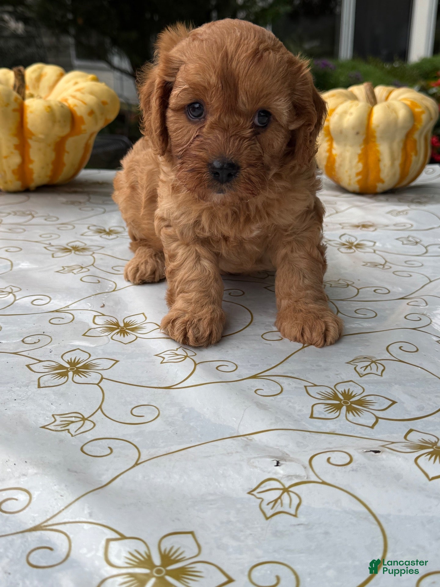 Cavapoo dogs Charlie - Ad 4