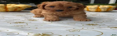 Charlie