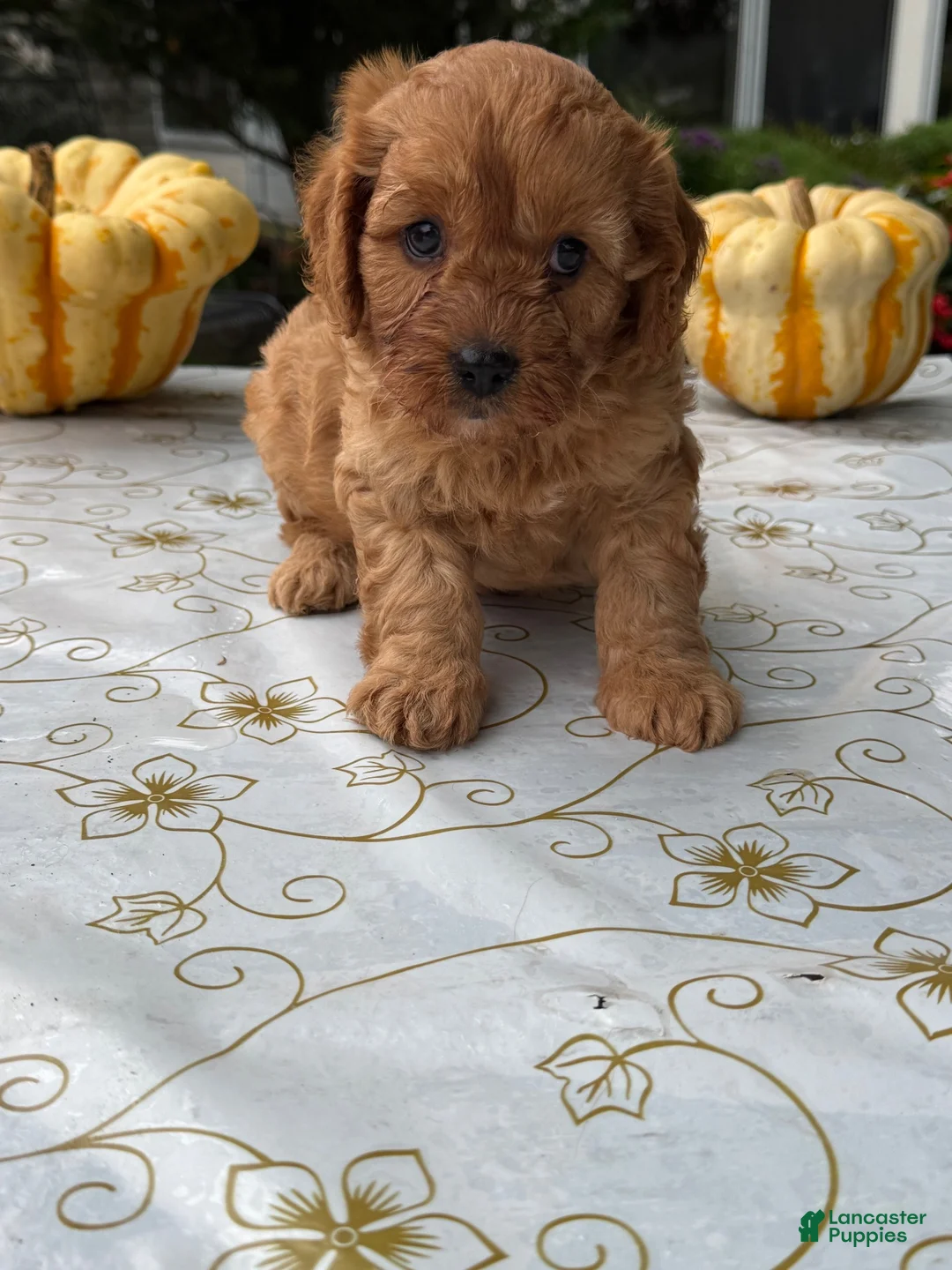 Cavapoo dogs for sale: Charlie - Ad 1