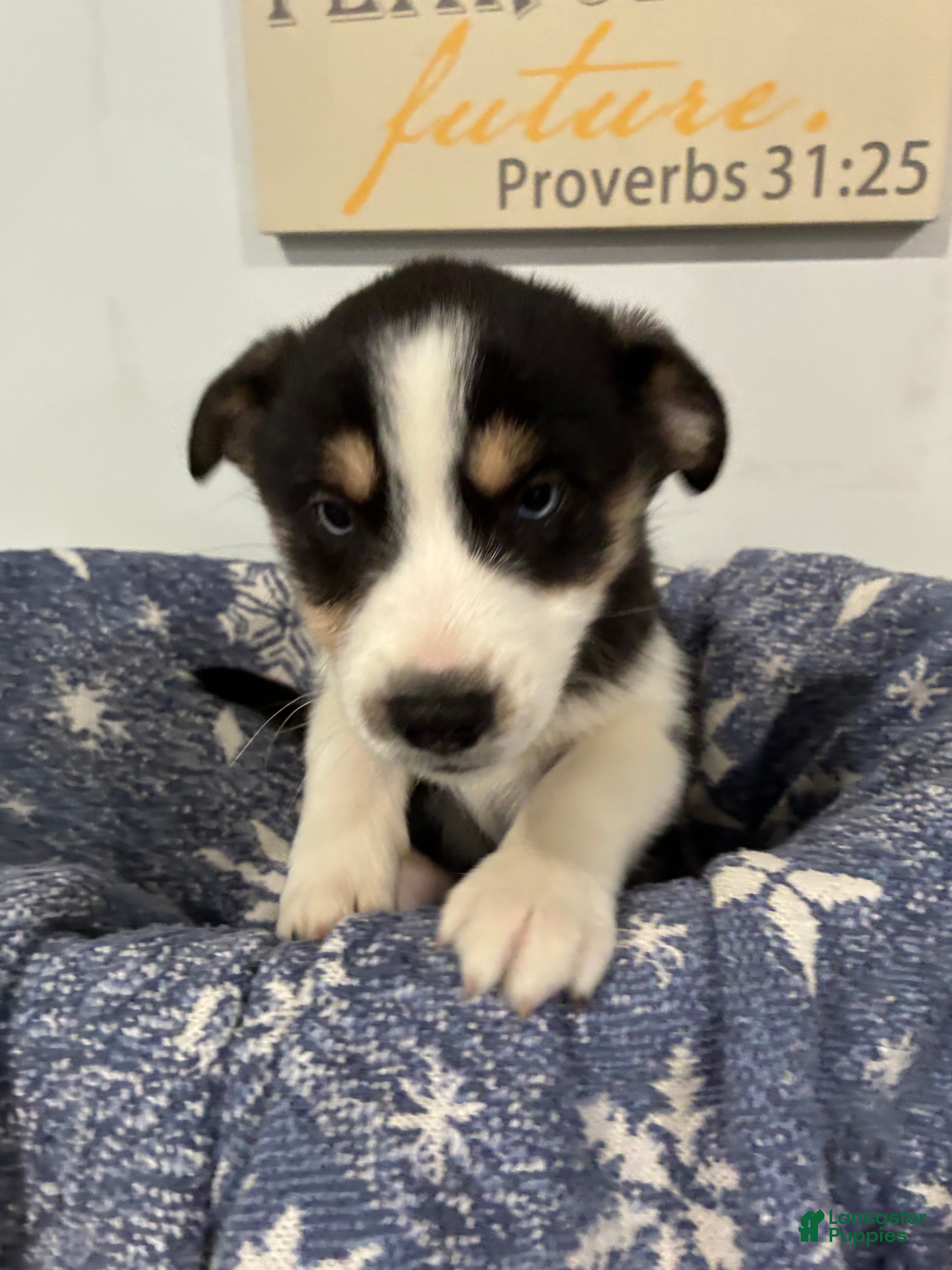 Mixed Breed dogs Mixed Breed Puppy 1 - Ad 23