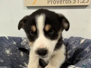 Mixed Breed dogs Mixed Breed Puppy 1 - Ad 23