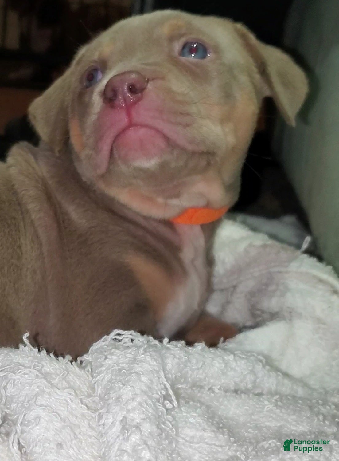 American Bully dogs for sale: ORANGE - Ad 1