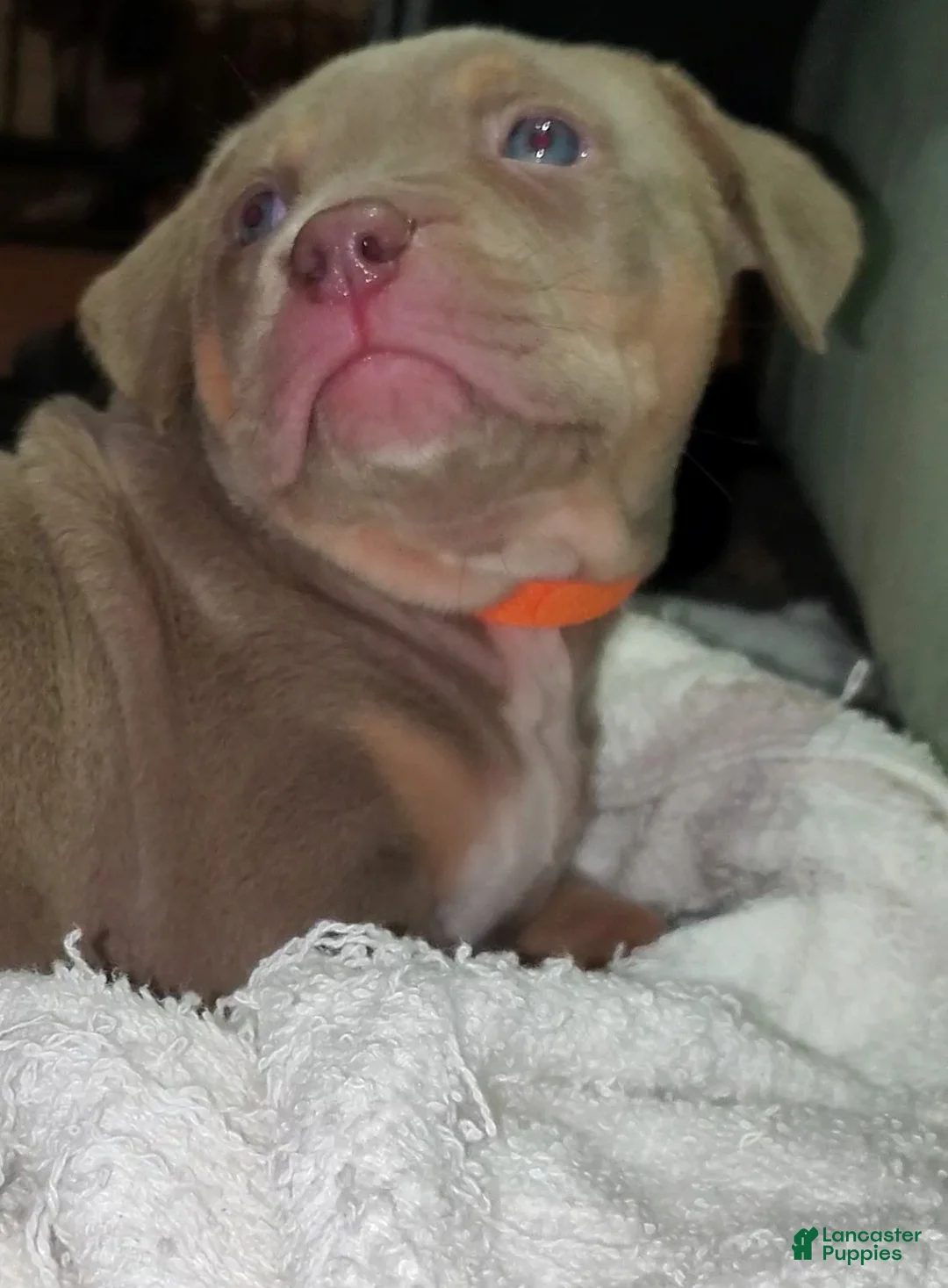 American Bully dogs for sale: ORANGE - Ad 1