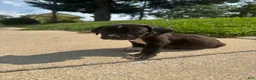 American Bully dogs for sale: Balu - Ad 7