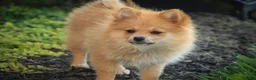 Pomeranian dogs for sale: Bingo Pomeranian  - Ad 4