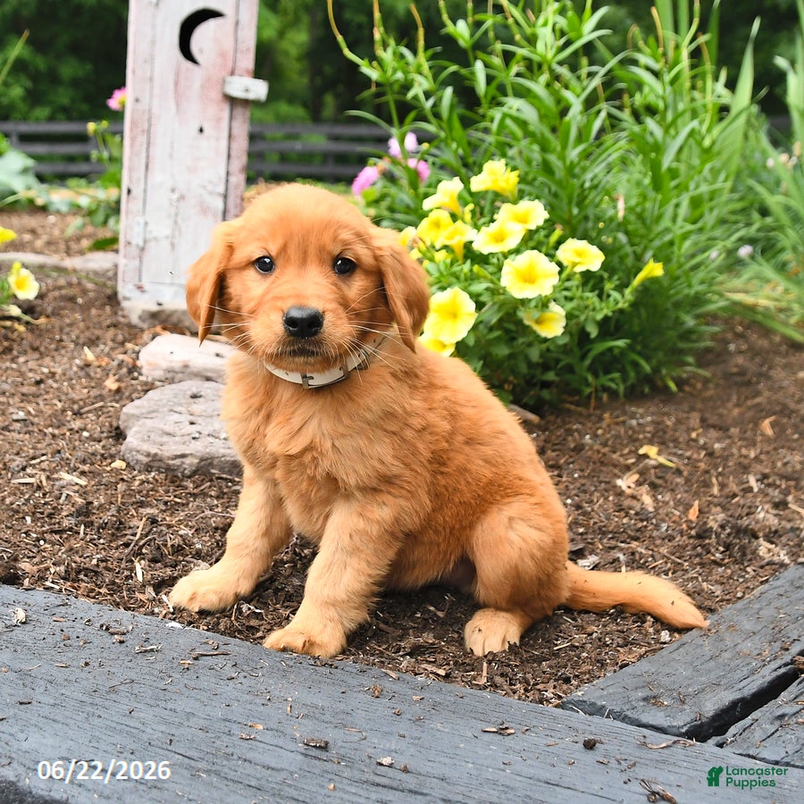Golden Retriever dogs Rascal - Ad 2