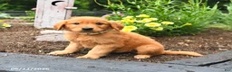 Golden Retriever dogs for sale: Rascal - Ad 2