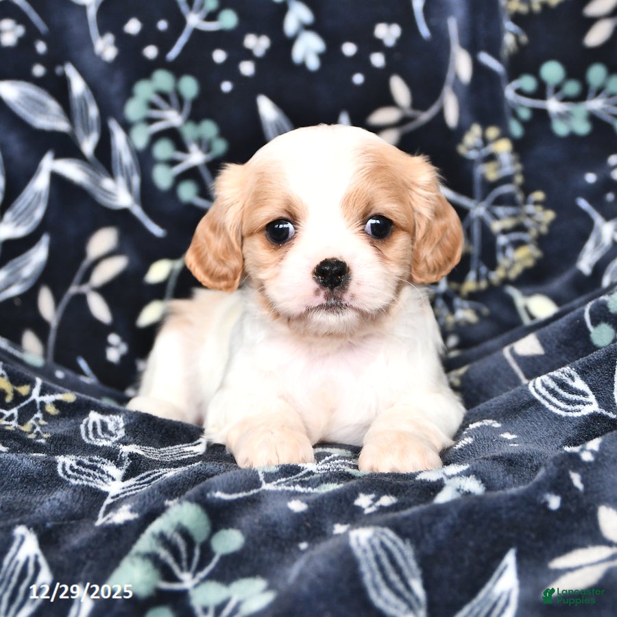 Mixed Breed dogs Bella   - Ad 2