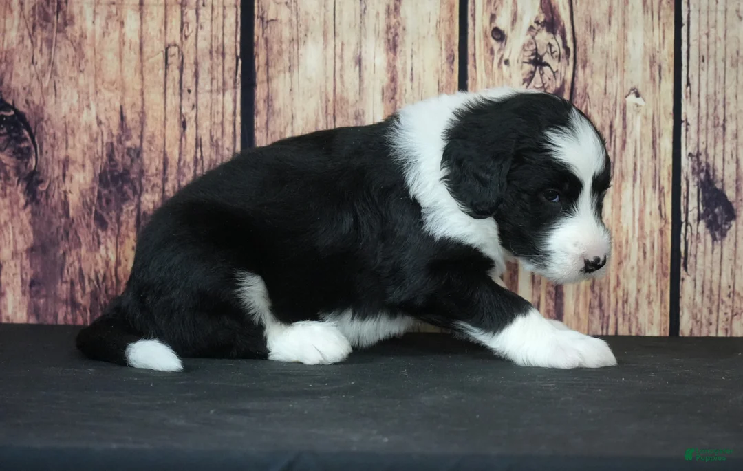 Sheepadoodle dogs for sale: Sheepadoodle Puppy 8 - Ad 2