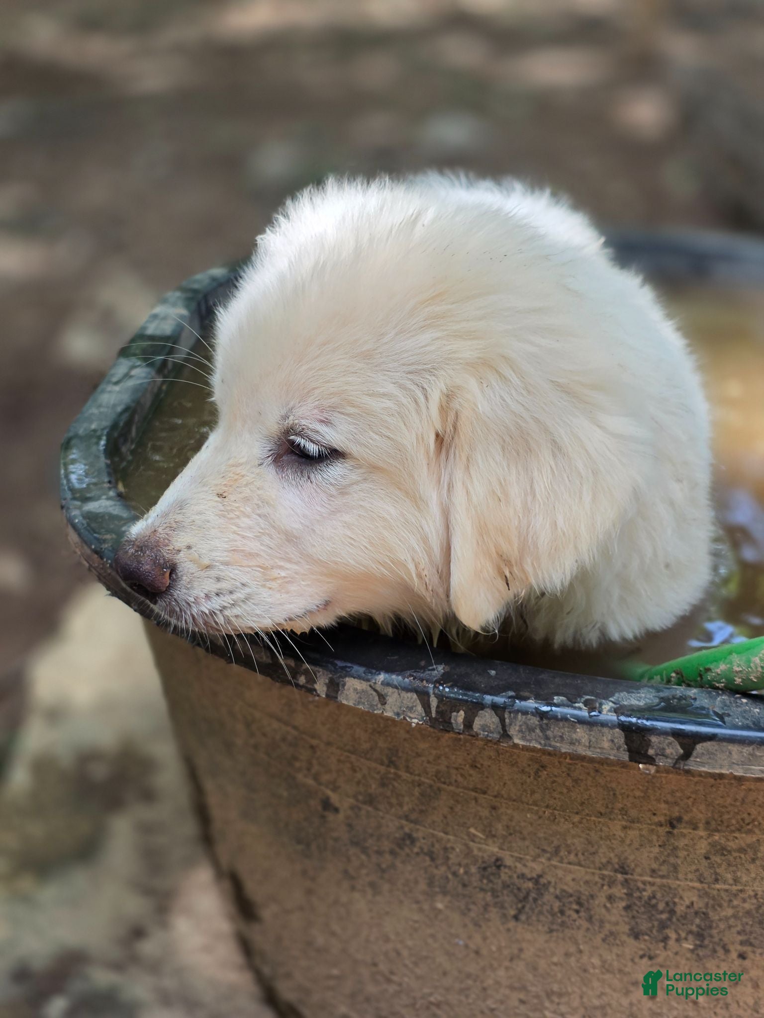 Great Pyrenees dogs Great Pyrenees 2 - Ad 25