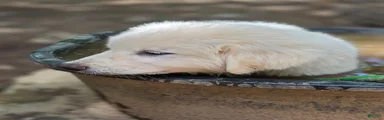 Great Pyrenees 2