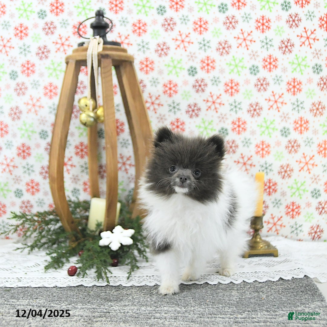 Pomeranian dogs for sale: Lana - Ad 2