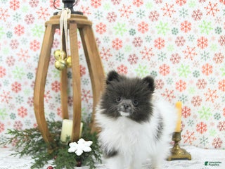 Pomeranian dogs Lana - Ad 18