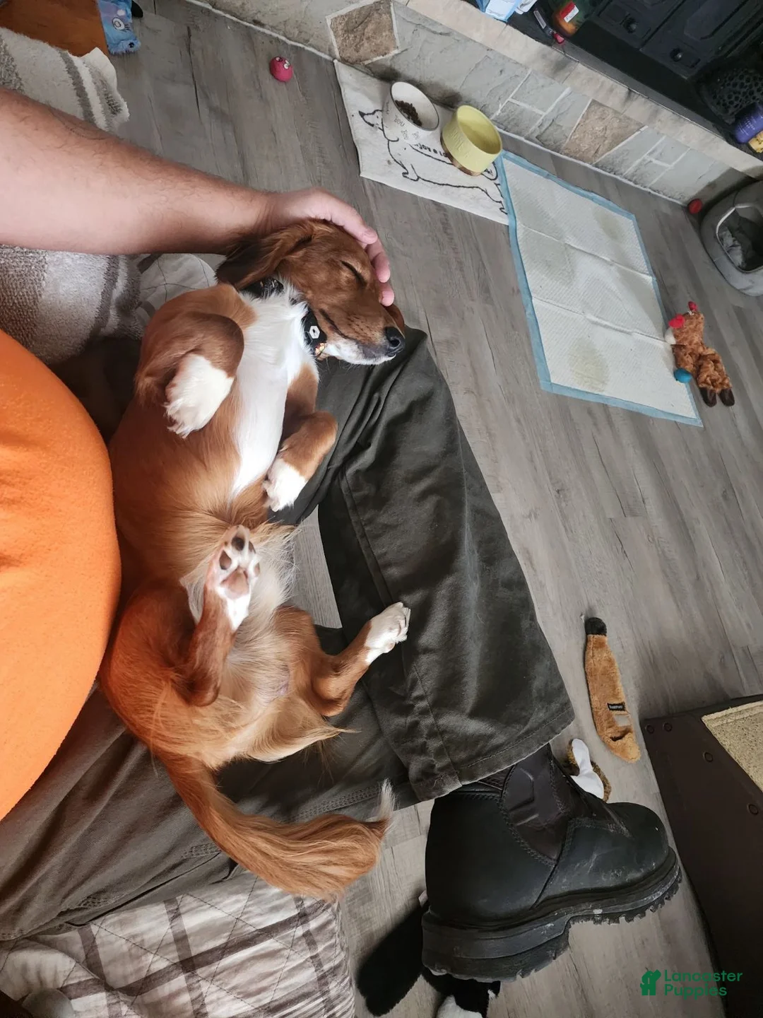 Miniature Dachshund dogs for stud: MARCO STUD - Ad 2