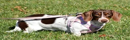 Miniature Dachshund dogs for sale: Duke - Ad 11