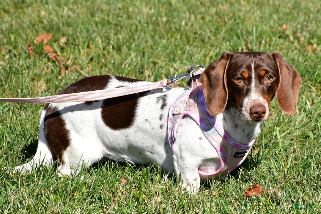 Miniature Dachshund dogs for sale: Duke - Ad 11