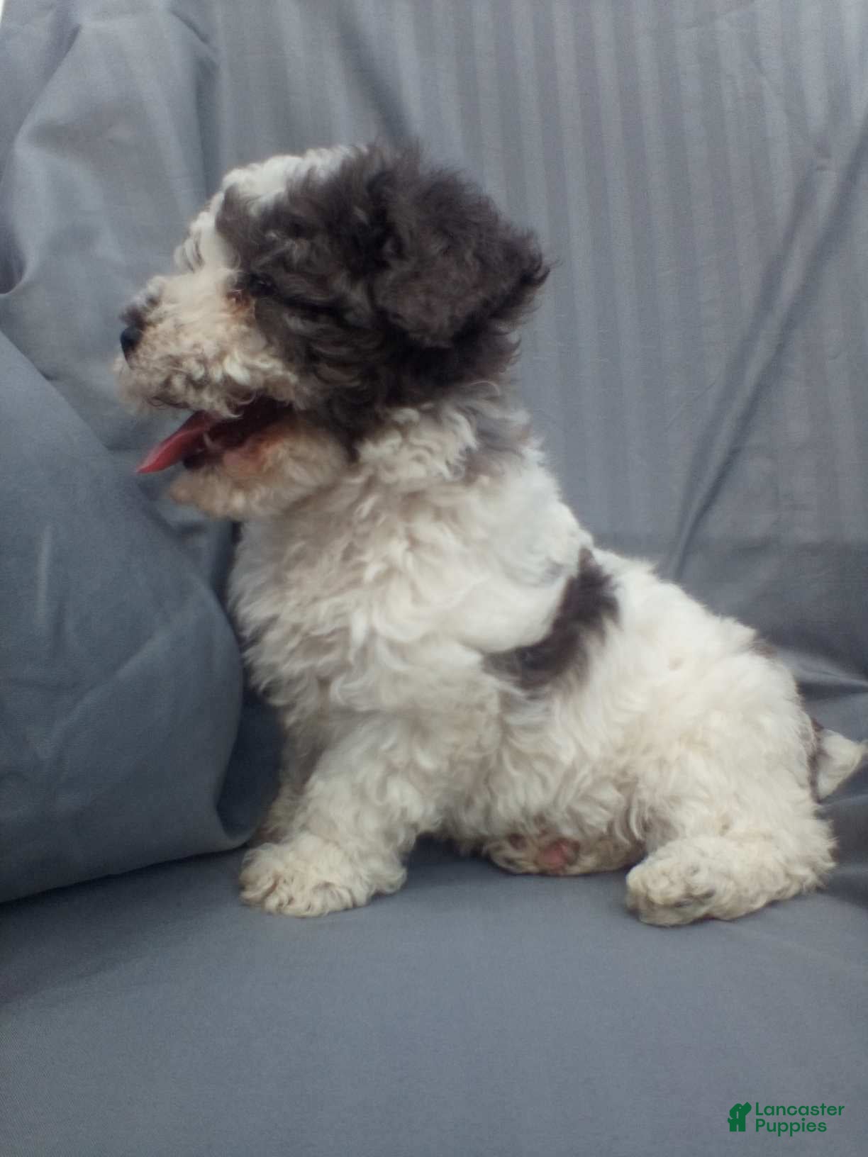 Toy Poodle dogs Toy Poodle Puppy 2 - Ad 1