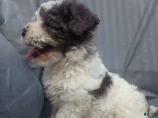 Toy Poodle dogs for sale: Toy Poodle Puppy 2 - Ad 3