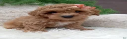 Bichpoo dogs for sale: Willow - Ad 4