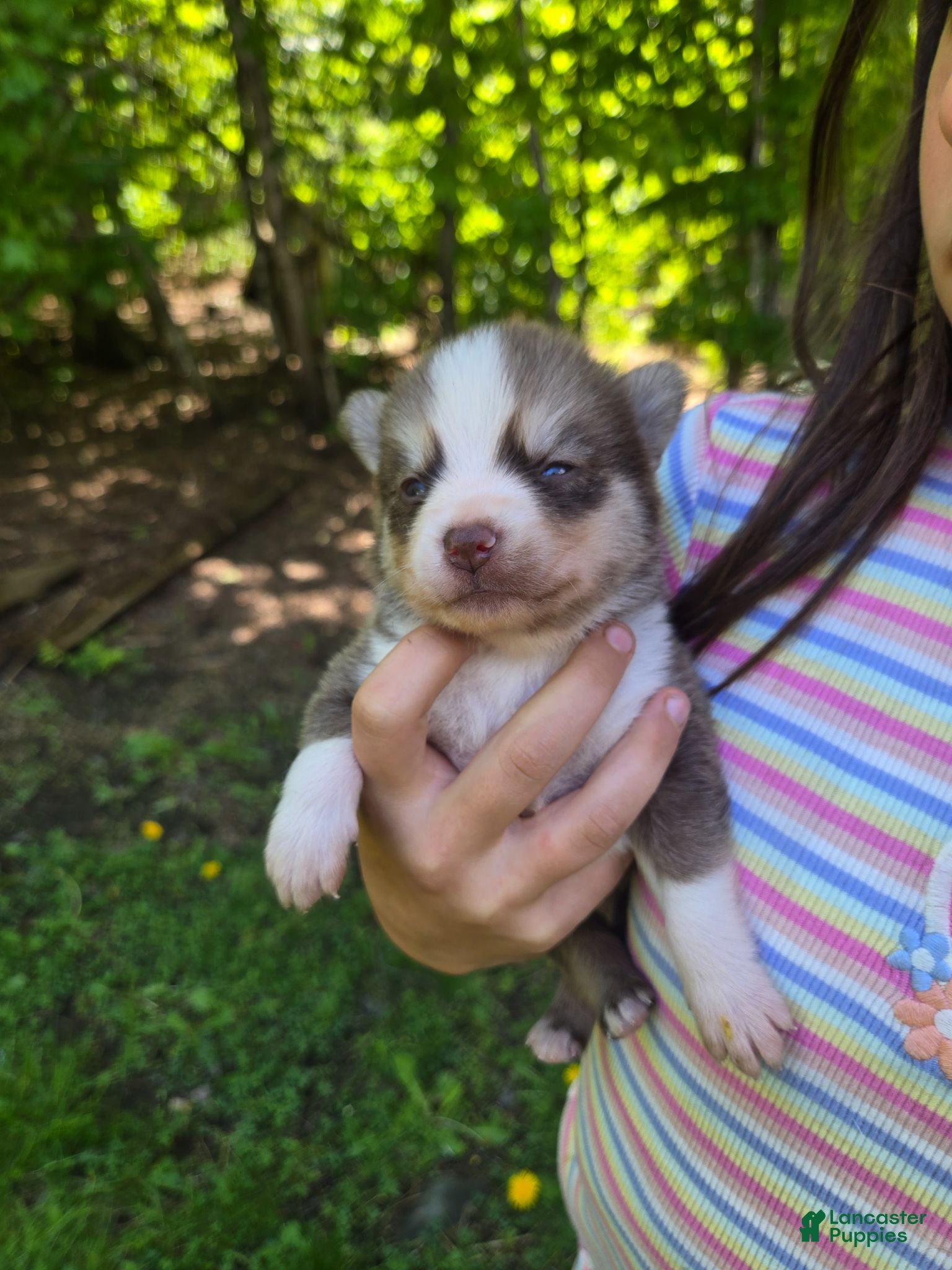 Pomsky dogs Pomsky Puppy 2 - Ad 1