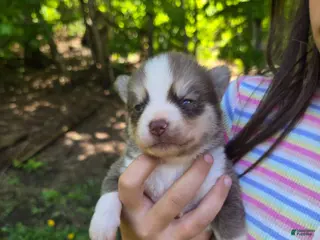 Pomsky dogs Pomsky Puppy 2 - Ad 1