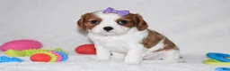 Cavalier King Charles Spaniel dogs for sale: Quilla  - Ad 4