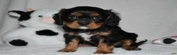 Cavalier King Charles Spaniel dogs for sale: Uzi  - Ad 6