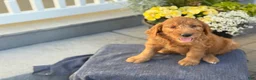 Goldendoodle dogs for sale: Teagan - Ad 15