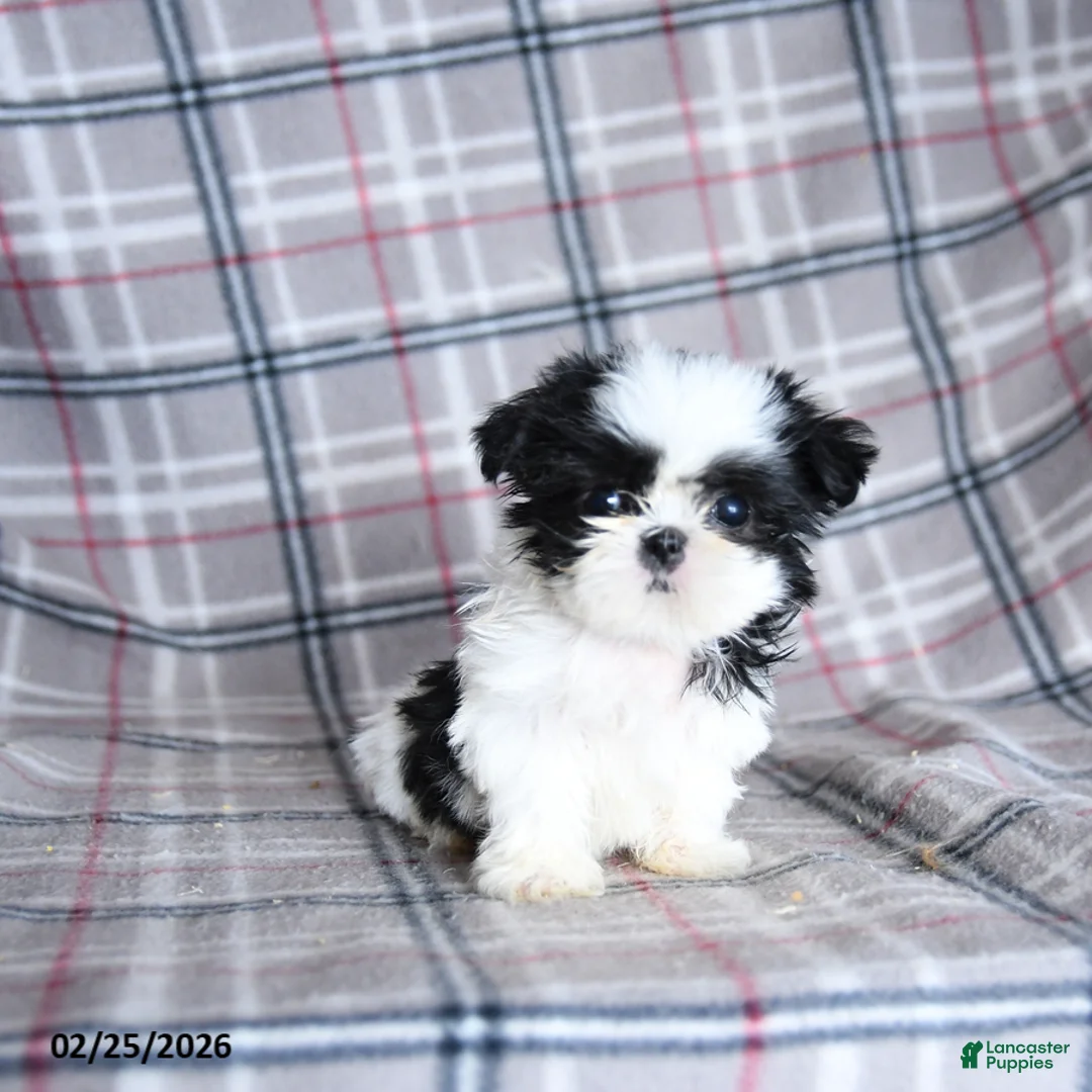Shih Tzu dogs for sale: Sadie - Ad 5