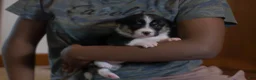 Welsh Corgi Pembroke dogs for sale: Violet - Ad 3