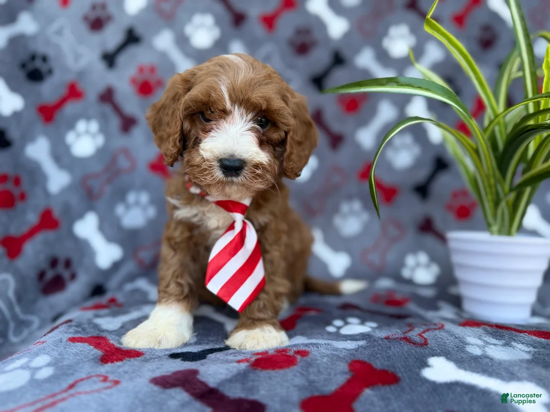 Cavapoo dogs for sale: Topher - Ad 3