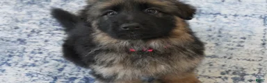 German Shepherd Long Haired Female