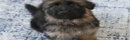 German Shepherd dogs for sale: German Shepherd Long Haired Female - Ad 1