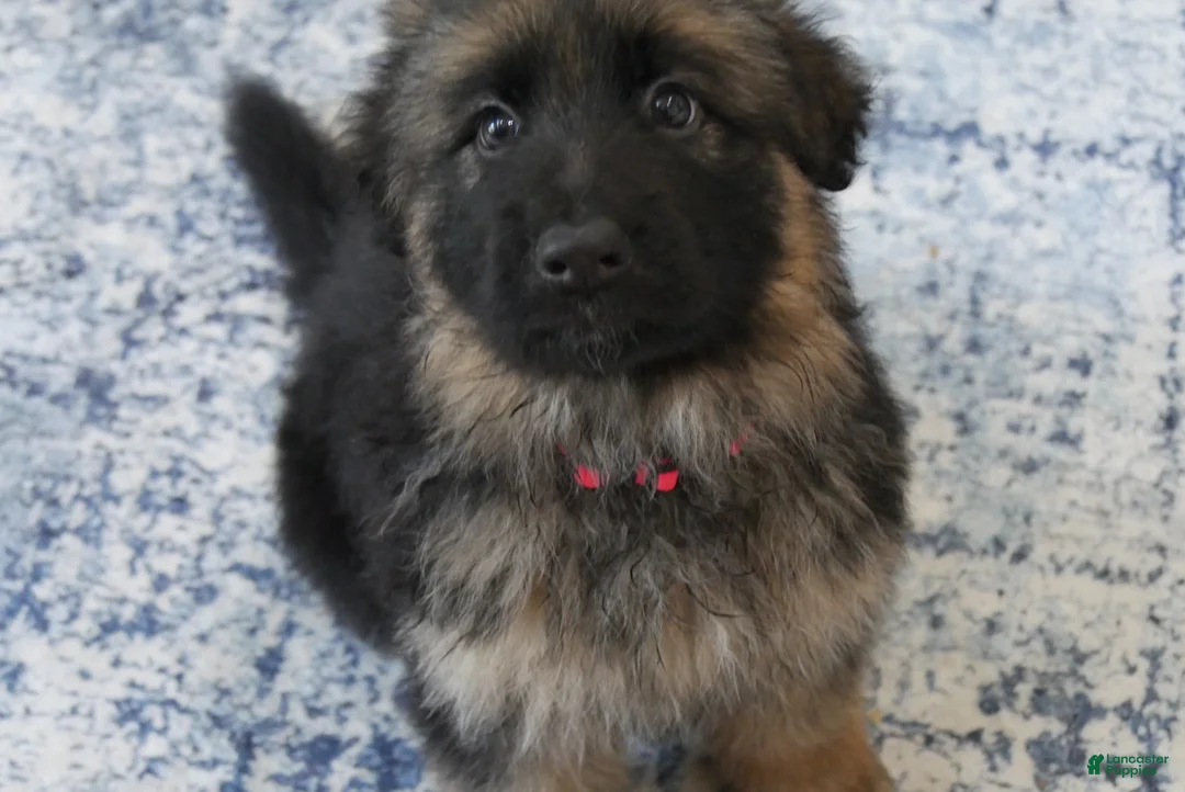 German Shepherd dogs for sale: German Shepherd Long Haired Female - Ad 1