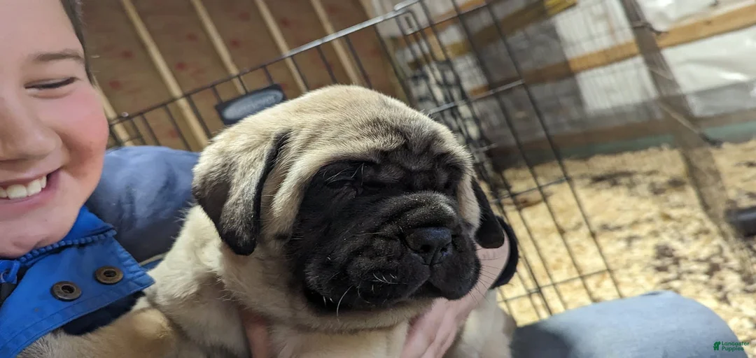 Gallery Image {{count}}