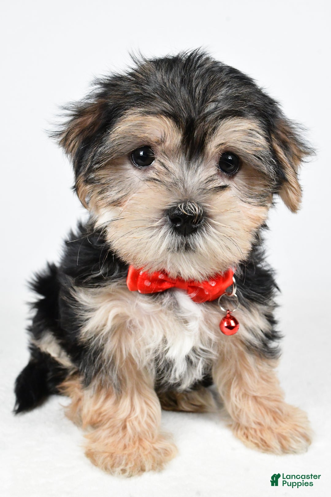 Morkie dogs for sale: Victor - Ad 9