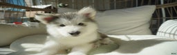 Alaskan Malamute dogs for sale: Xiao Lv - Ad 2