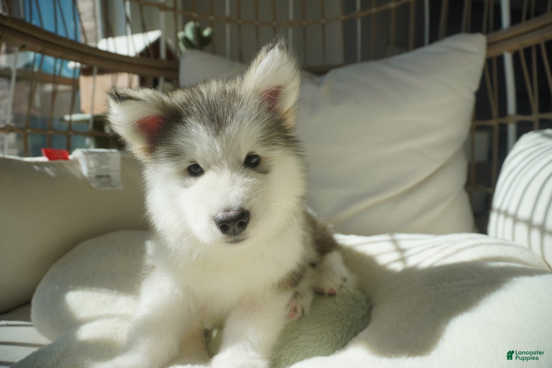 Alaskan Malamute dogs for sale: Xiao Lv - Ad 2