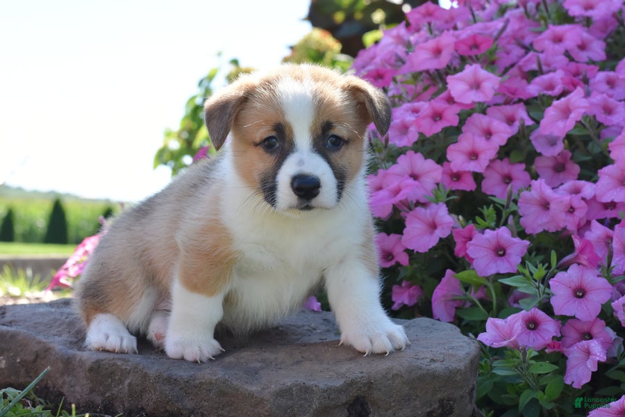 Welsh Corgi Pembroke dogs for sale: Princess - Ad 1