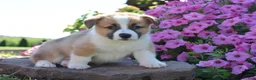 Welsh Corgi Pembroke dogs for sale: Princess - Ad 1