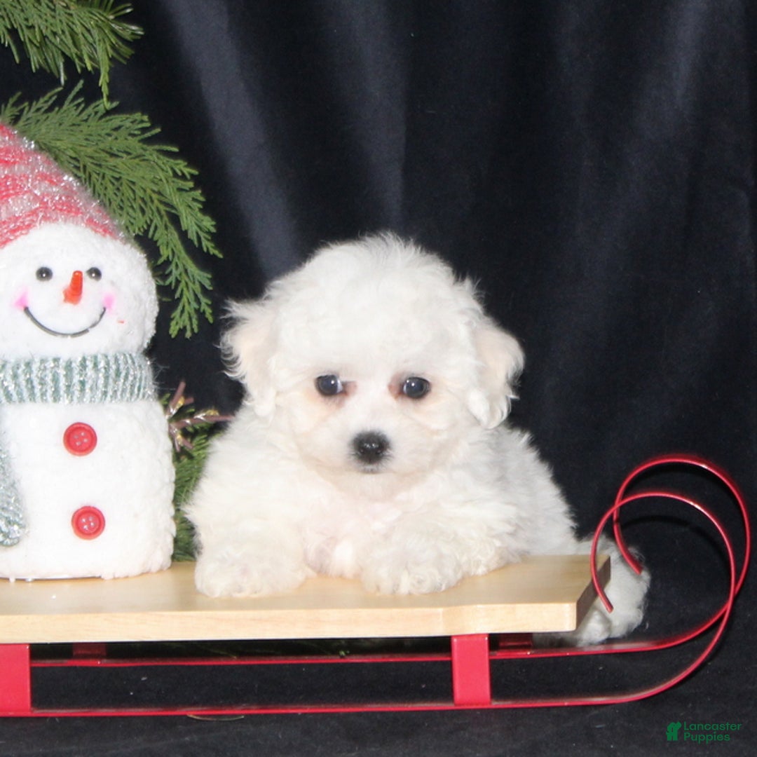 Bichon Frise dogs for sale: Luna - Ad 2